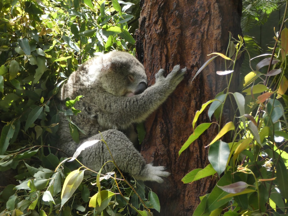 a koala climbing up a tree in a forest