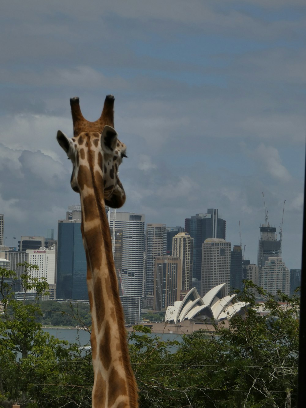 a giraffe standing in front of a city skyline