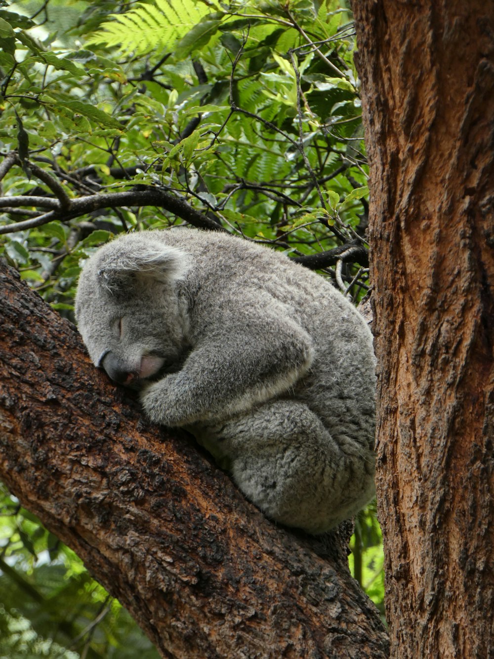 a koala sleeping on a tree branch in a forest