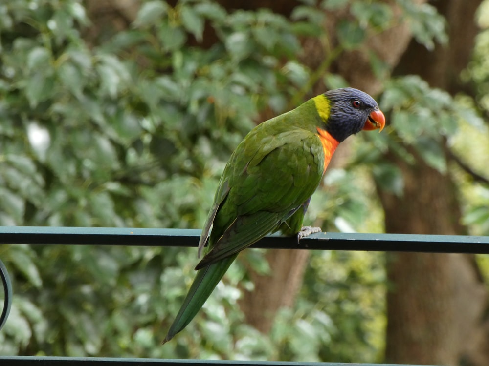 a colorful bird perched on top of a metal rail