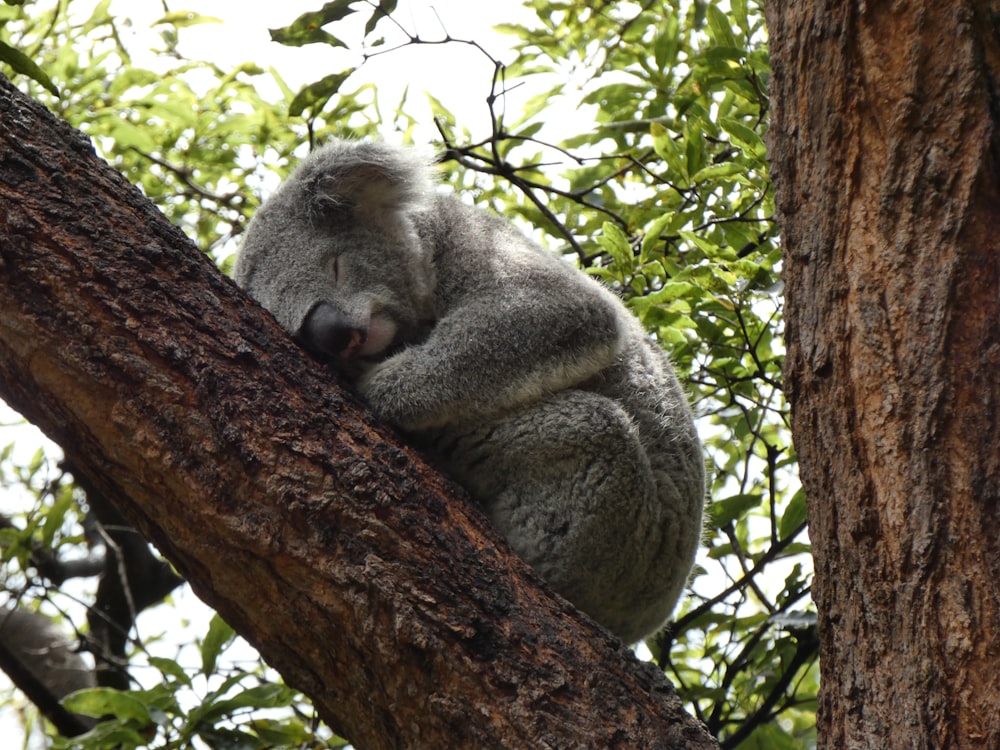 a koala sitting in a tree with its head on a branch