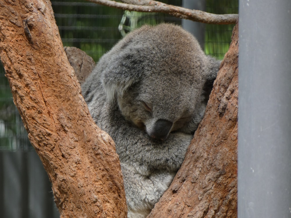 a koala sleeping in a tree in a zoo
