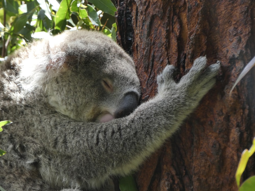 a koala sleeping in a tree with its head on a branch