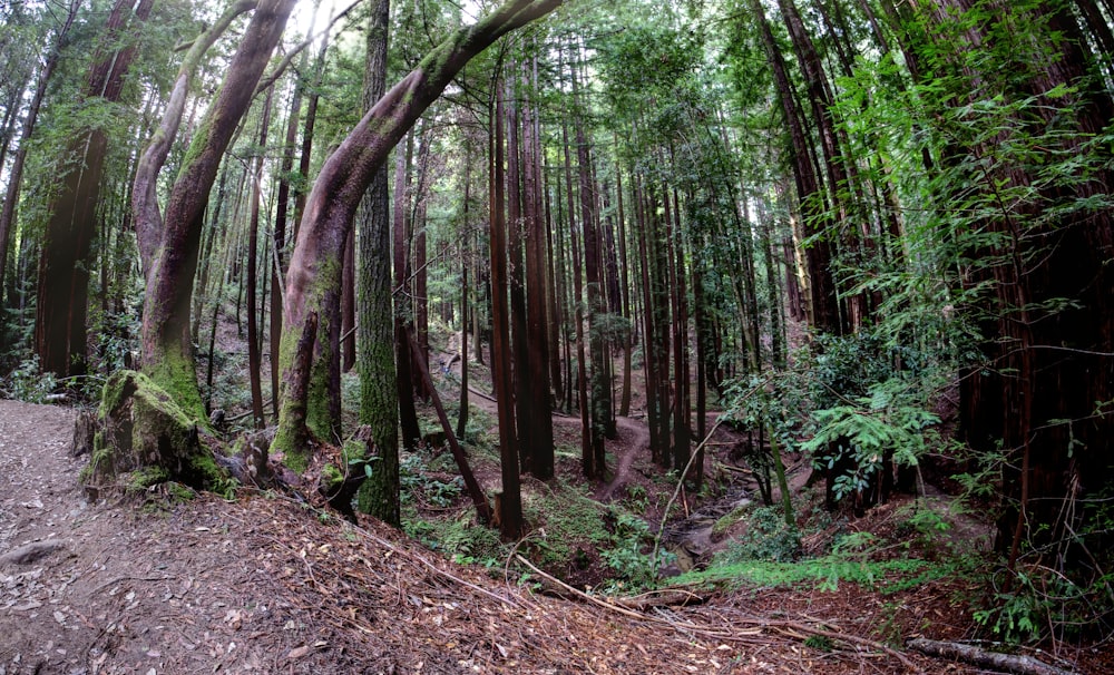 Un camino en medio de un bosque con muchos árboles