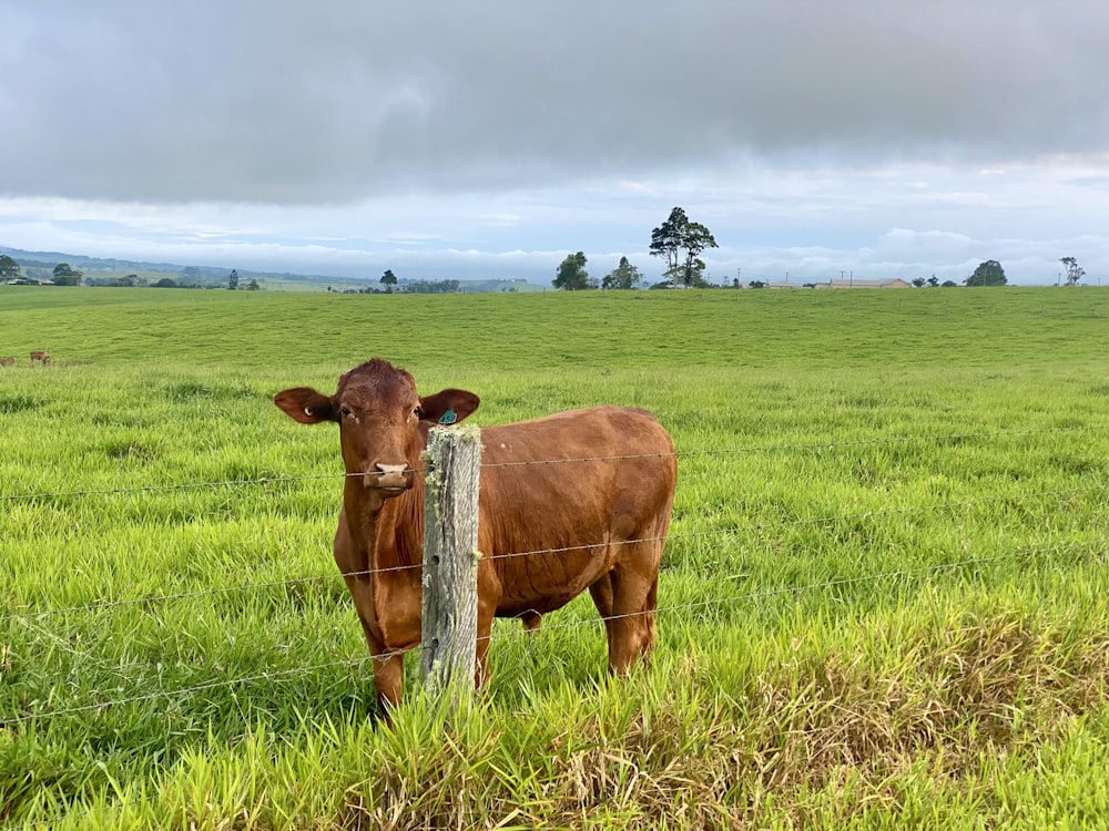 a brown cow standing on top of a lush green field