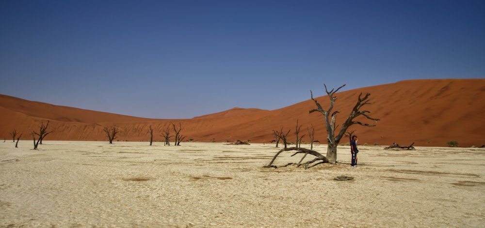 a person standing next to a dead tree in the desert