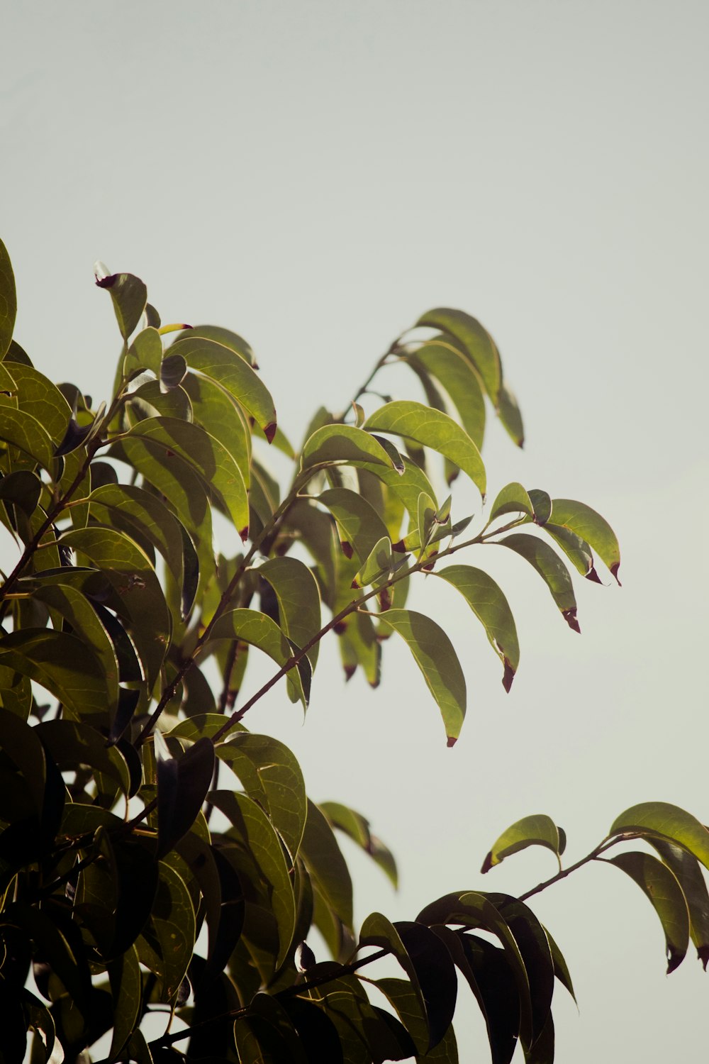 a tree branch with leaves against a gray sky