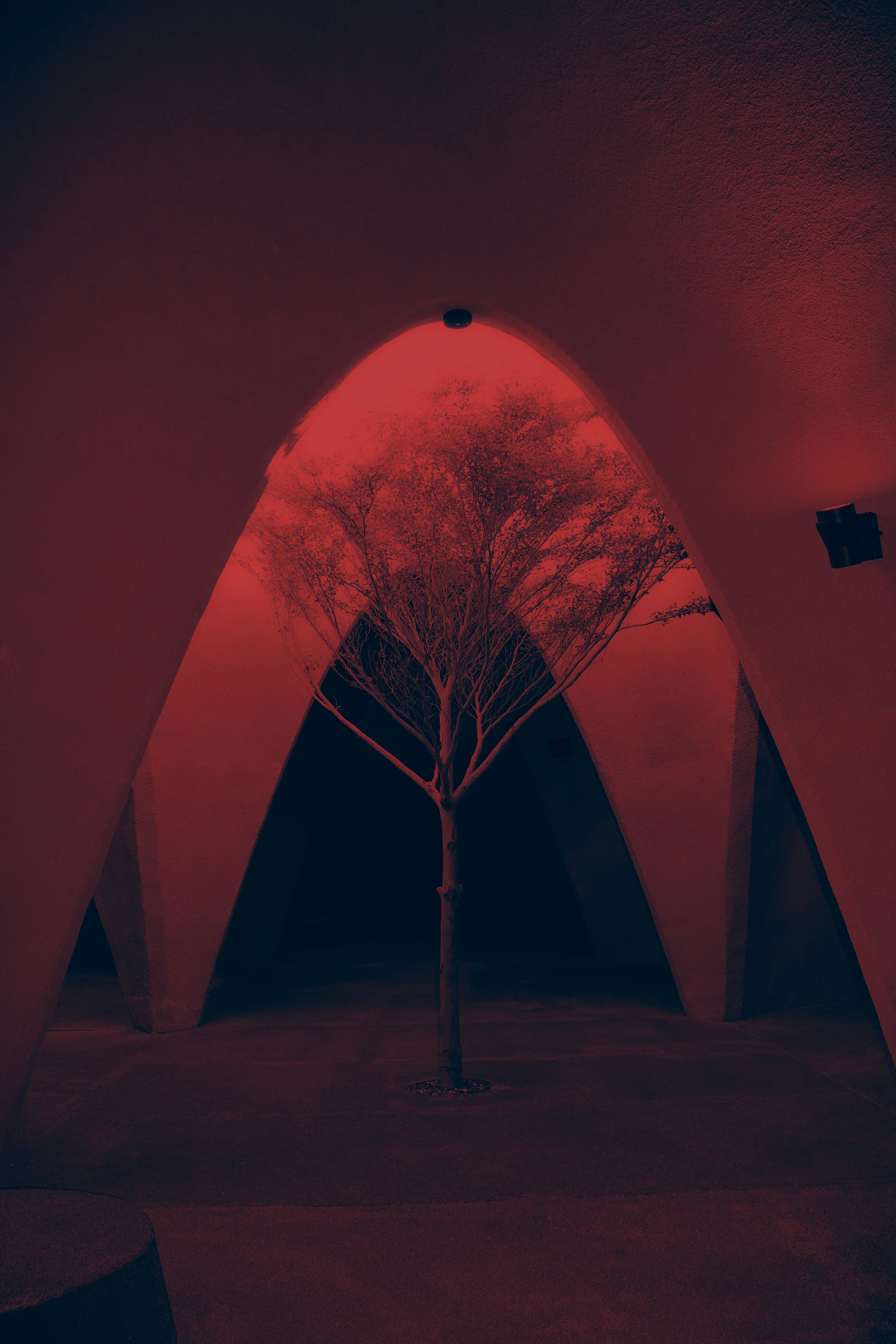 Un albero solitario in una stanza scarsamente illuminata