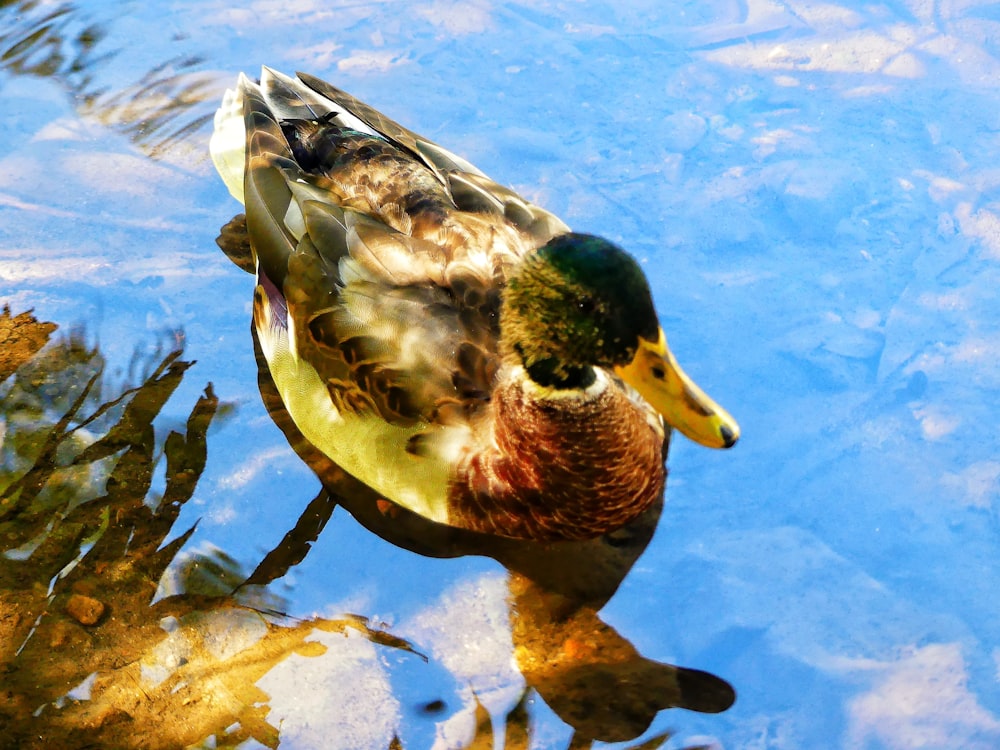 a duck floating on top of a body of water