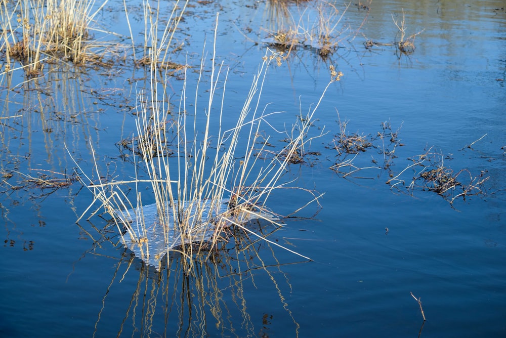 a patch of grass floating on top of a body of water
