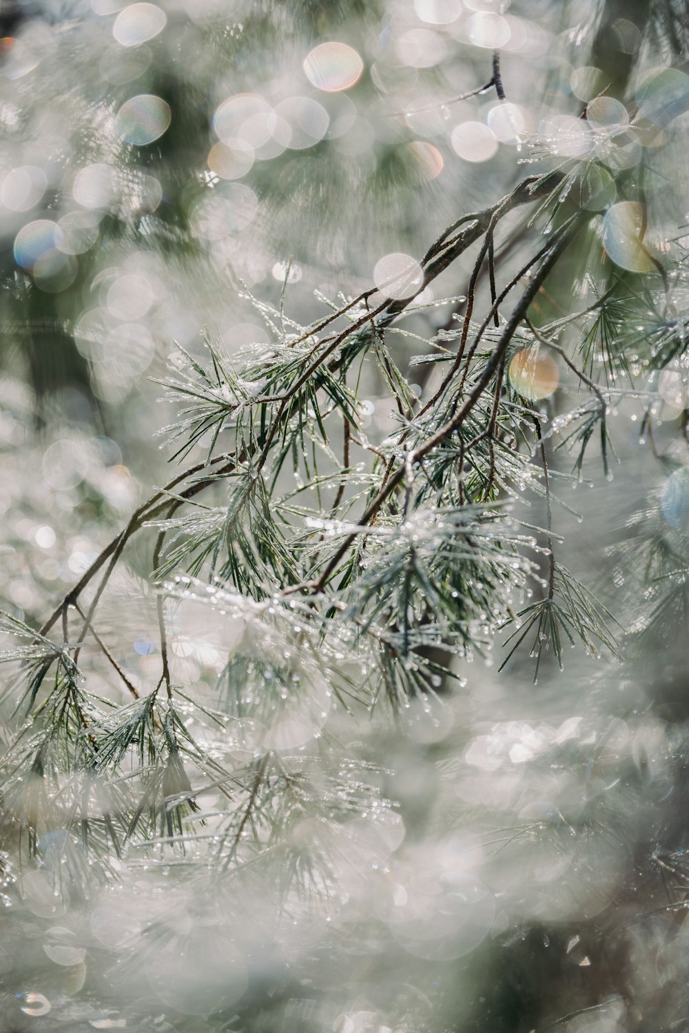 a close up of a pine tree with water droplets