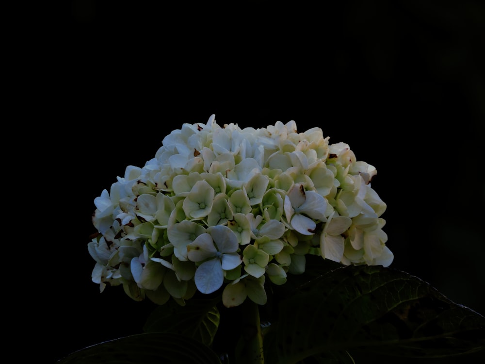 a close up of a white flower on a black background