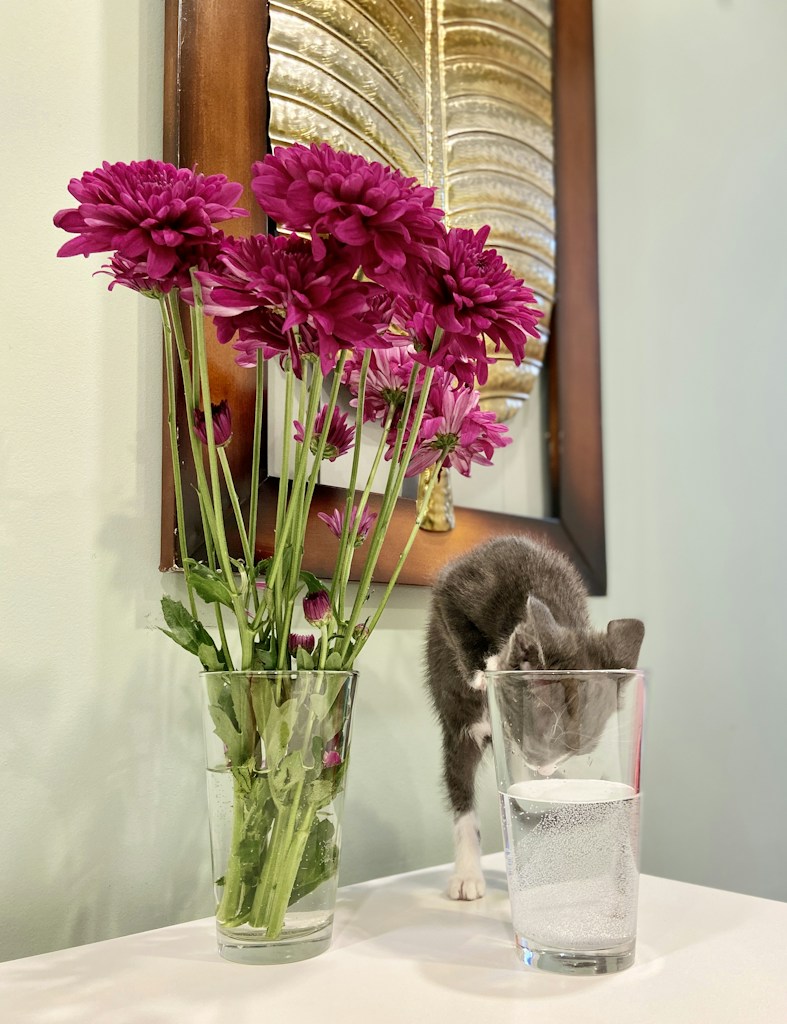 Fonte Automática Gatos