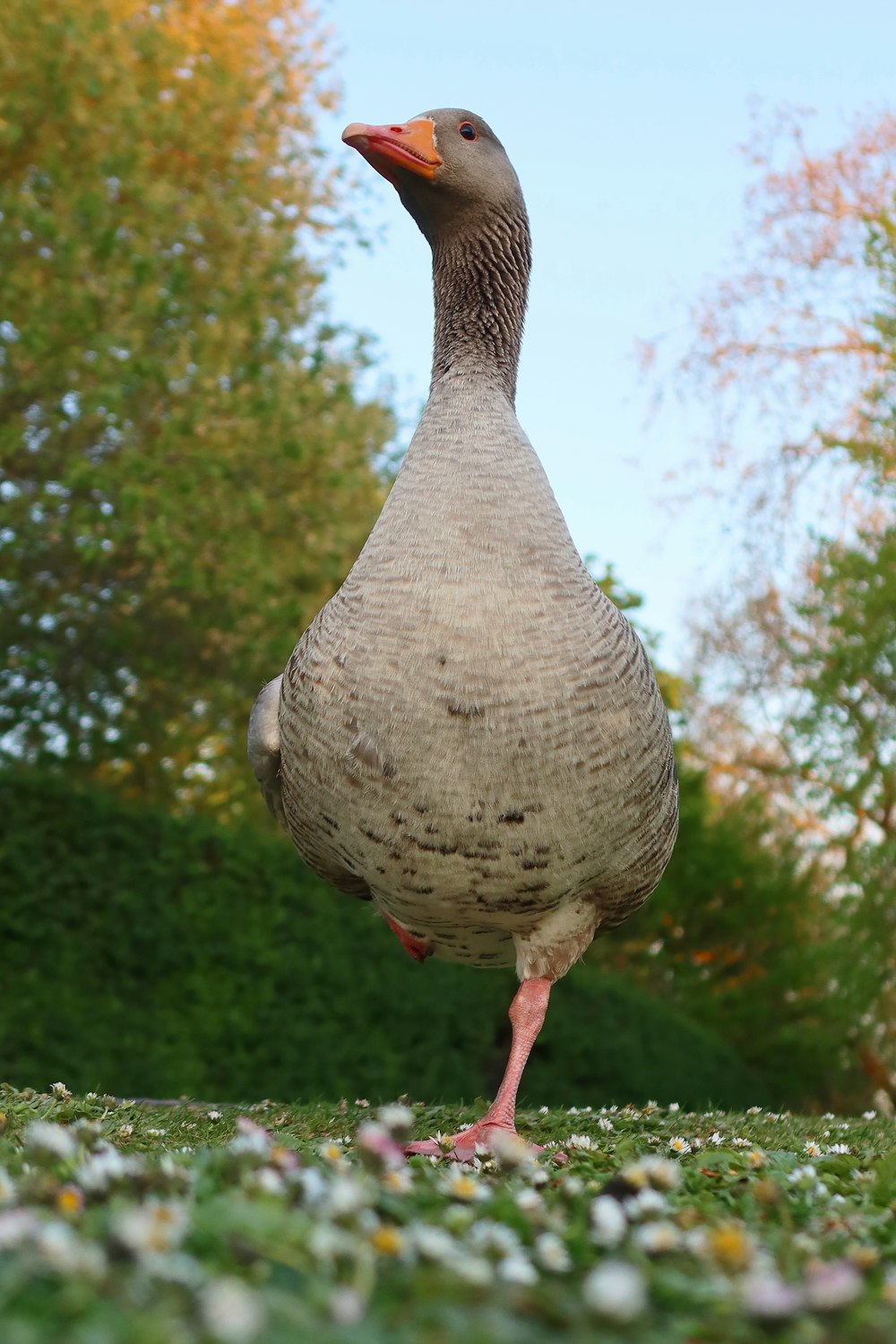 a duck standing in a field of flowers