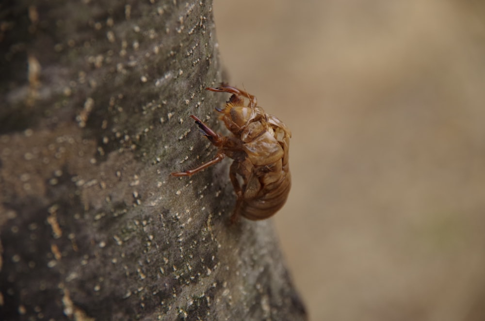 a close up of a bug on a tree