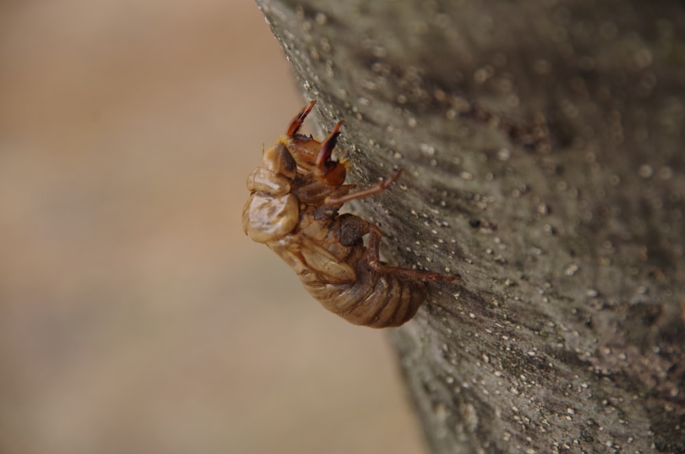 a close up of a bug on a tree