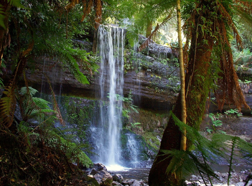 a small waterfall in the middle of a forest