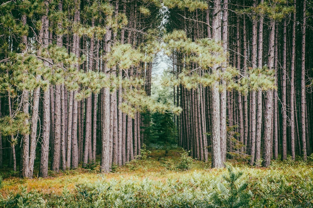 a forest filled with lots of tall trees