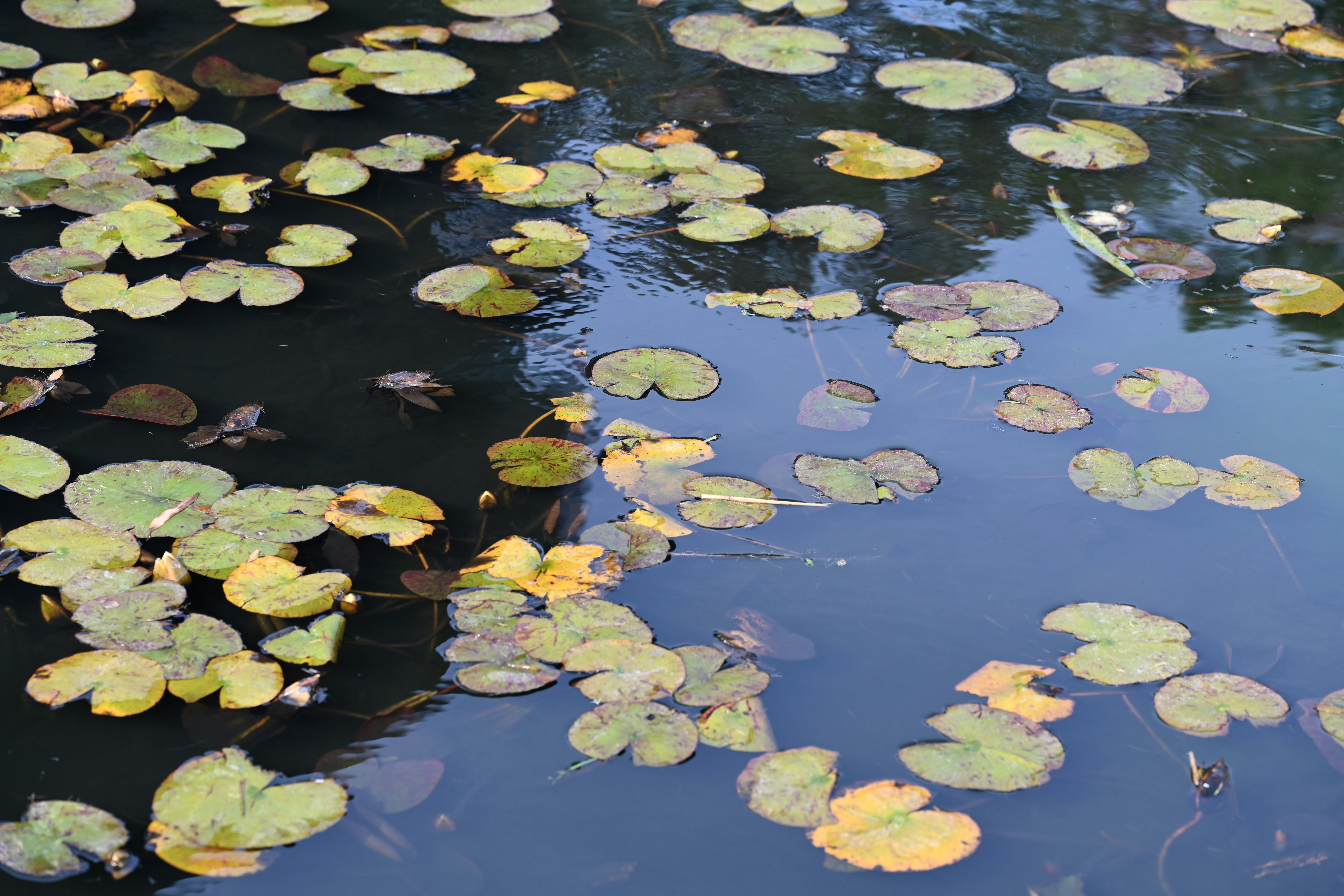 Foto zum Thema Ein Teich gefüllt mit vielen Seerosen Kostenloses Bild