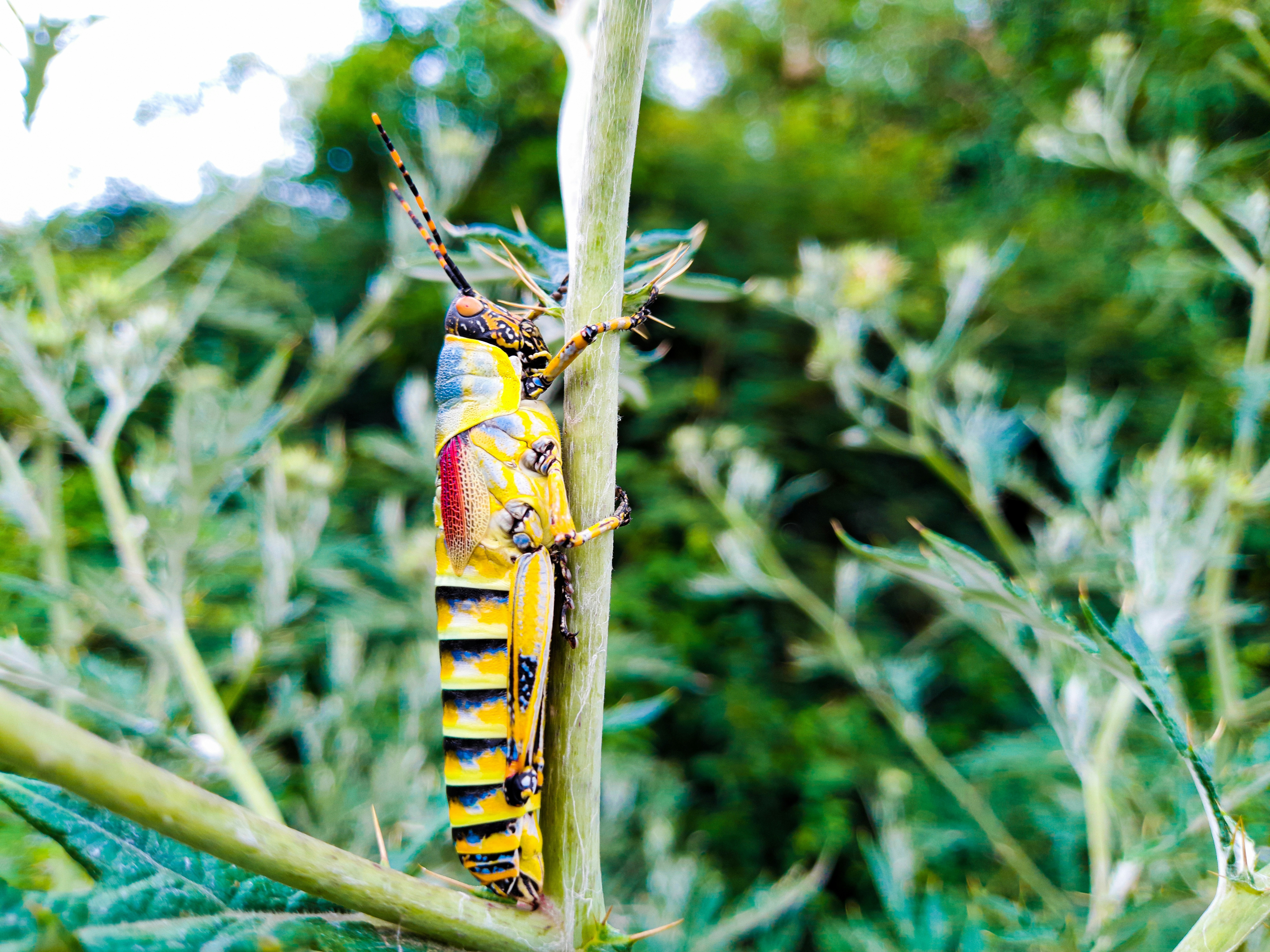 a yellow and black insect sitting on top of a plant