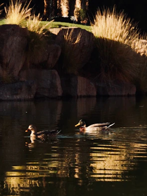 Ducks swimming peacefully in a clear pond surrounded by tall grasses.