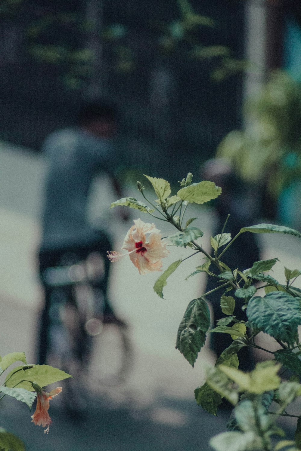 a man riding a bike down a street next to a flower