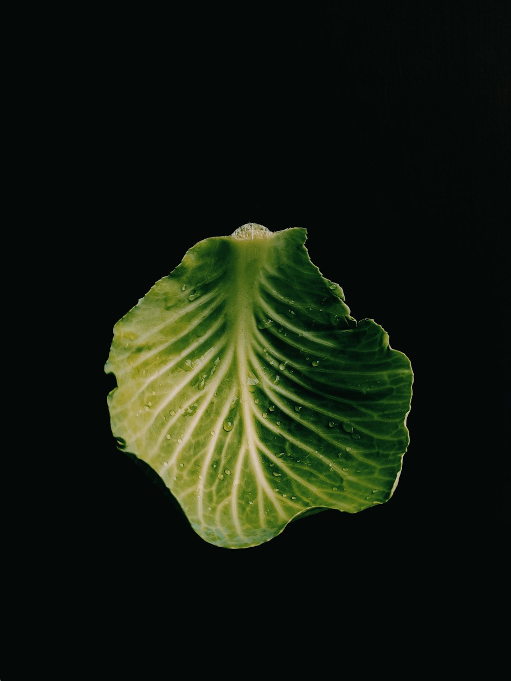 a green leaf on a black background