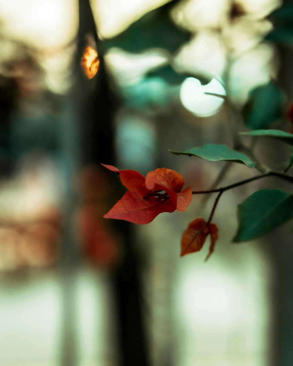 a close up of a red flower on a tree