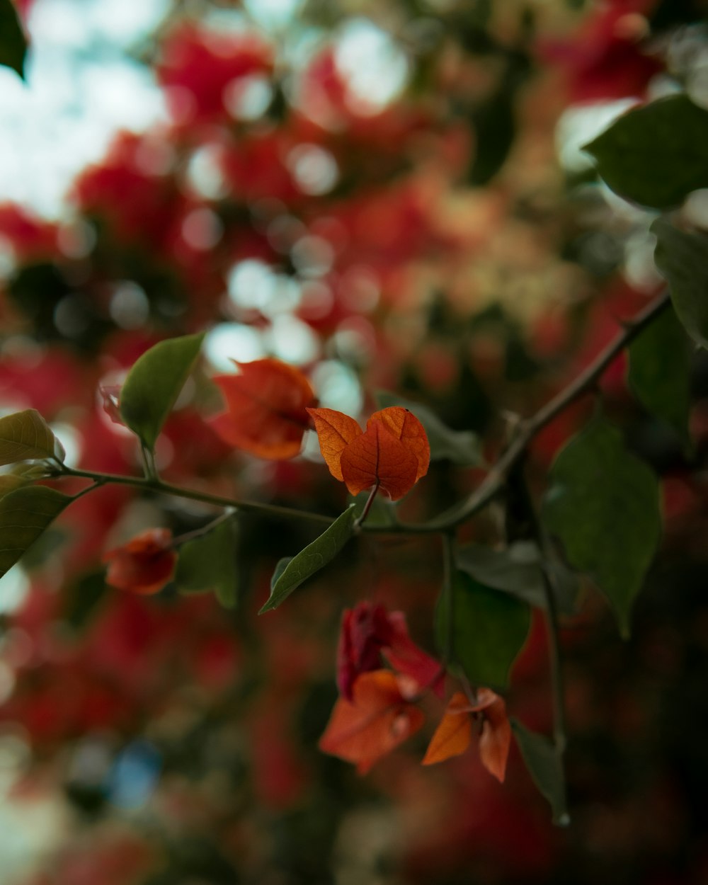 a close up of a branch with flowers in the background