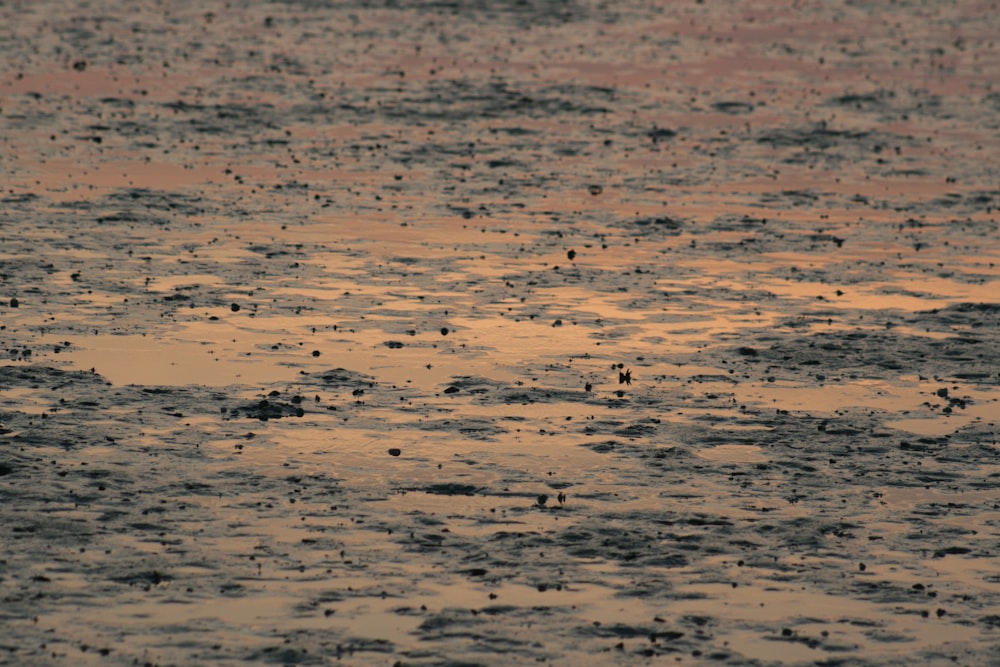 a bird standing in the middle of a body of water