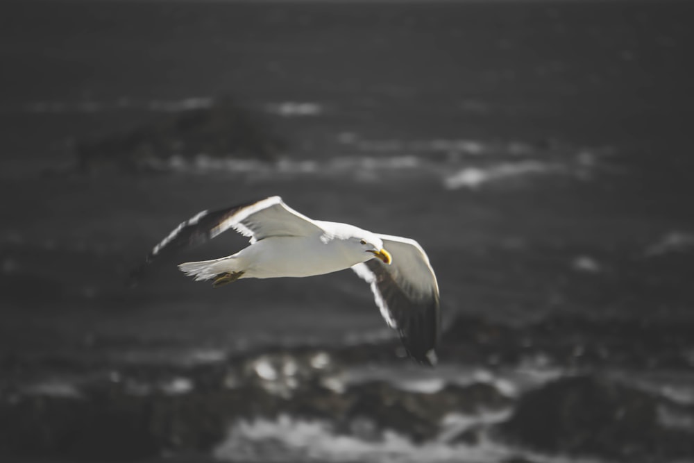 a seagull flying over the ocean on a cloudy day