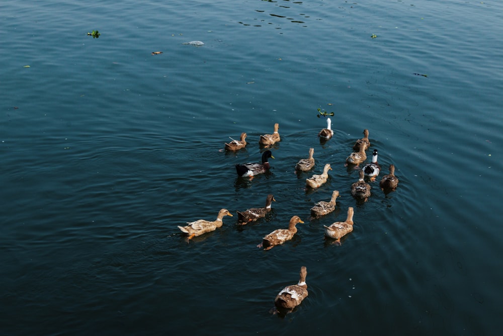 a flock of ducks floating on top of a lake