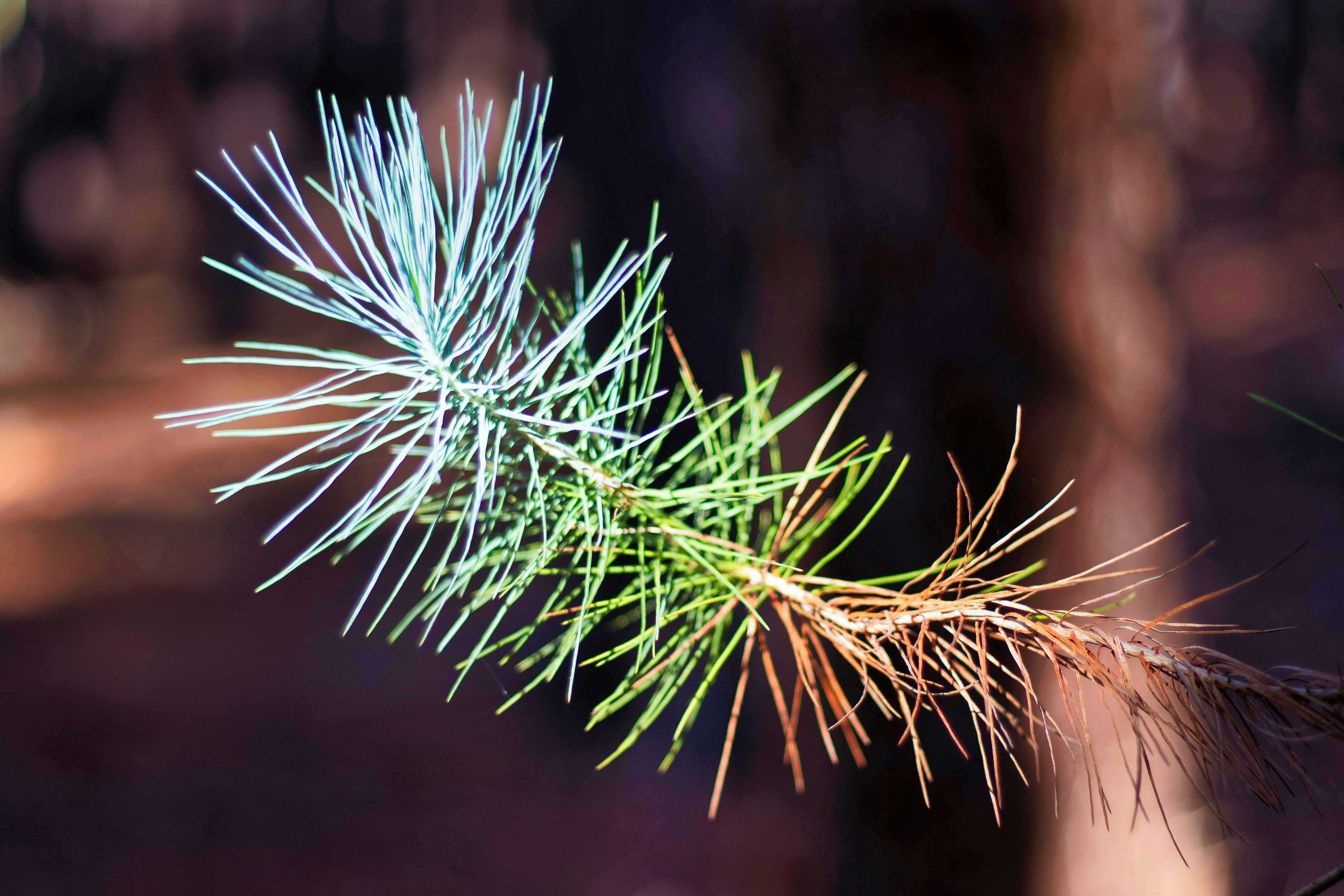 Gros plan d’une branche de pin