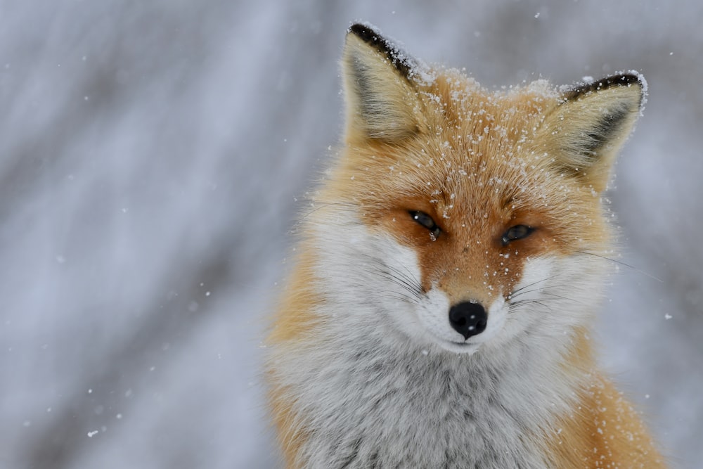 a close up of a fox in the snow