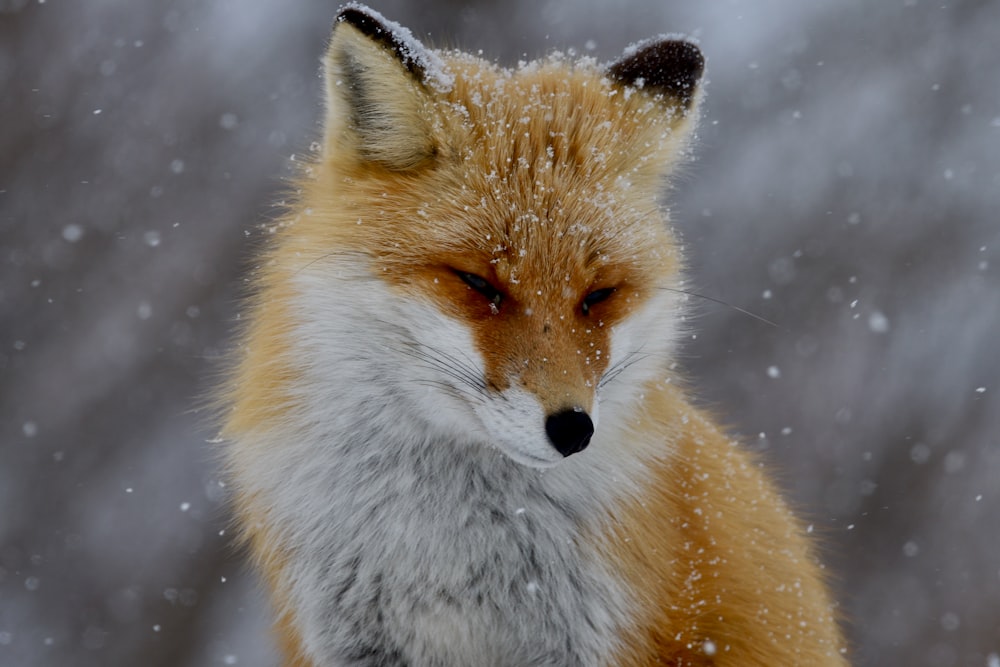 a close up of a fox in the snow