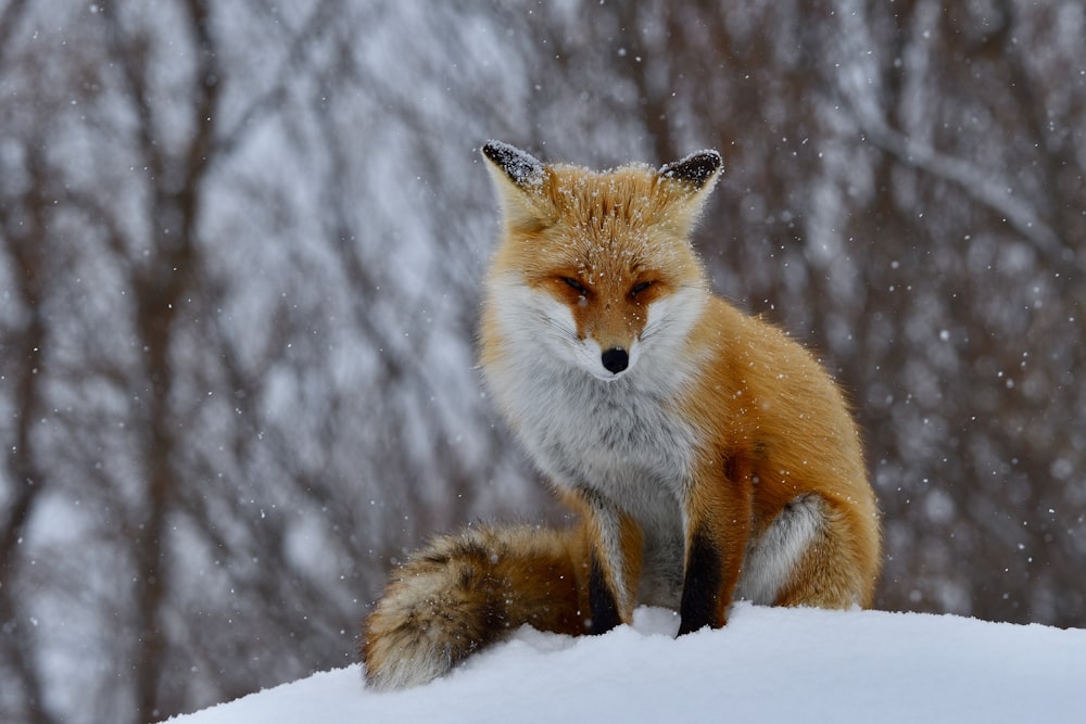 a red fox sitting on top of a snow covered hill