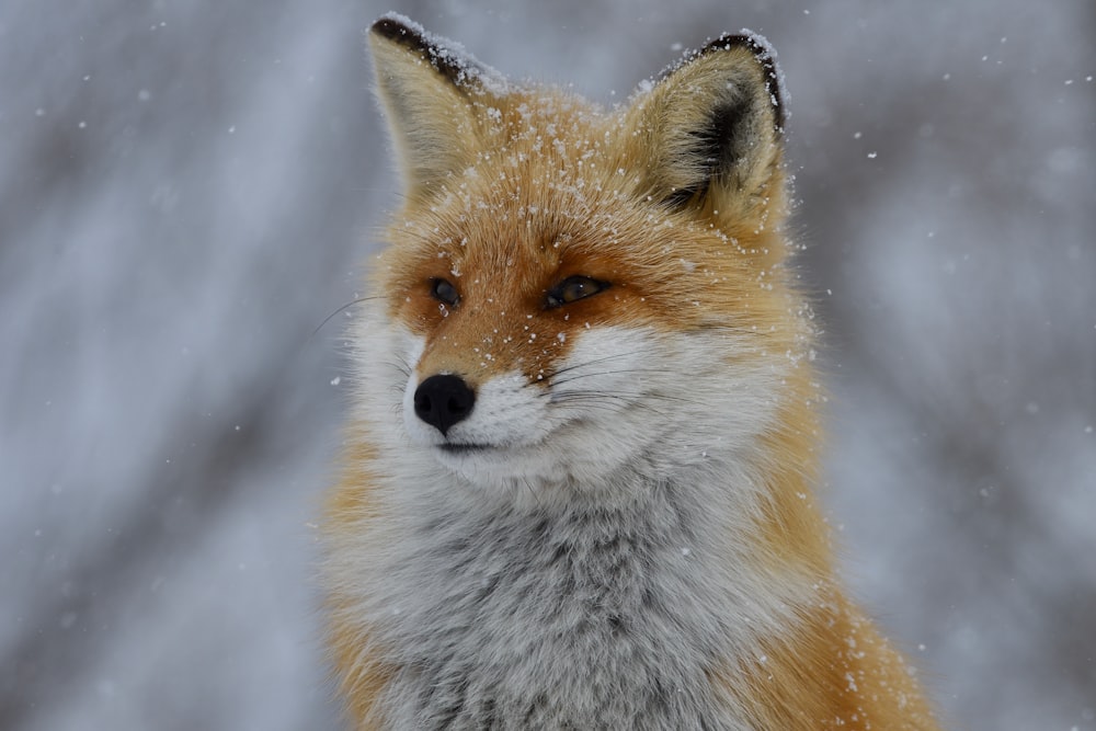 a close up of a fox in the snow