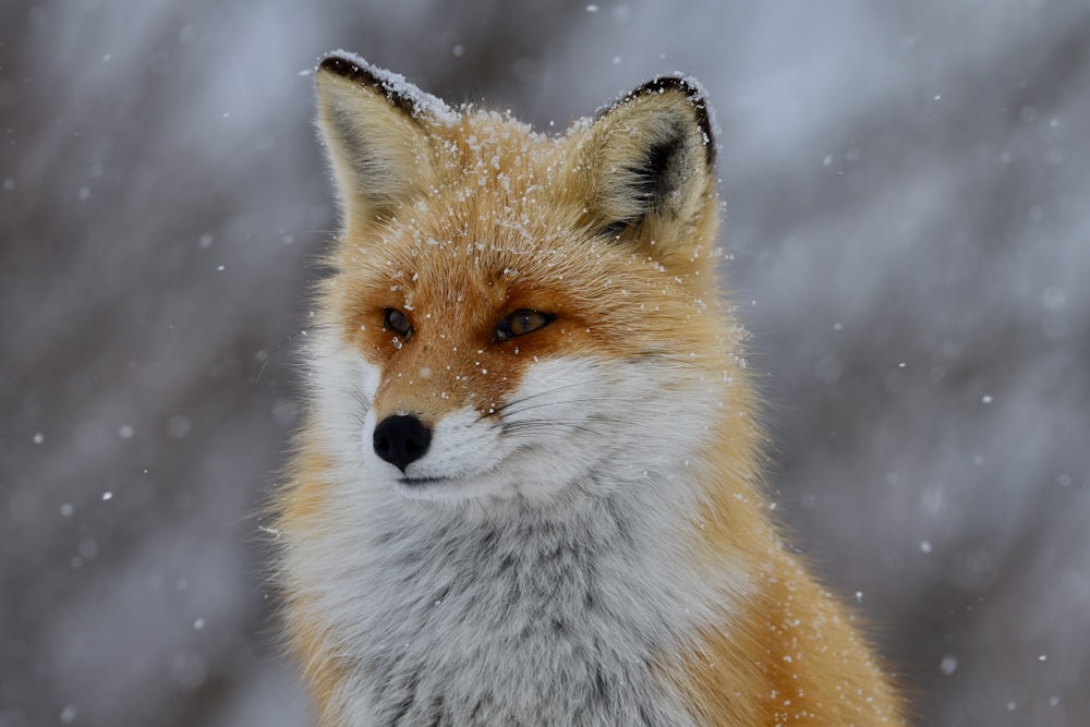 a close up of a fox in the snow