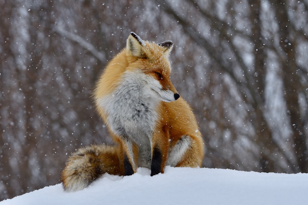 a red fox sitting on top of a snow covered hill