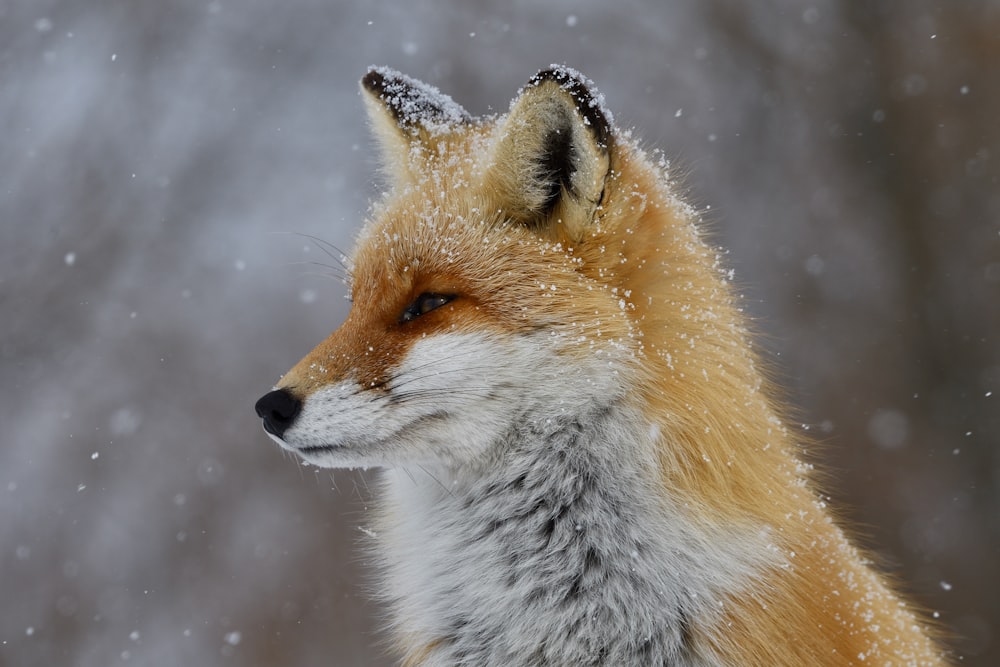 a close up of a fox in the snow