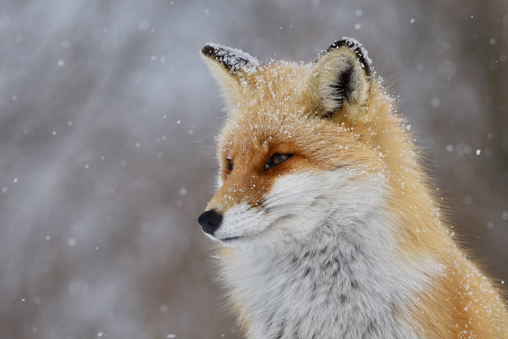 a close up of a fox in the snow