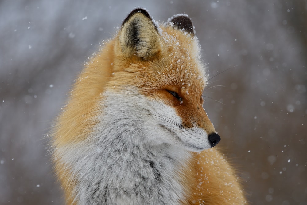 a close up of a fox in the snow