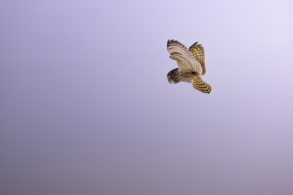 un oiseau volant dans les airs avec un fond de ciel