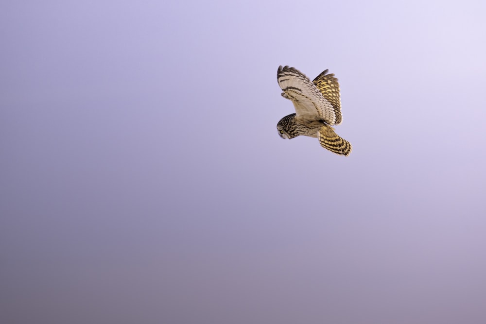 a bird flying in the air with a sky background