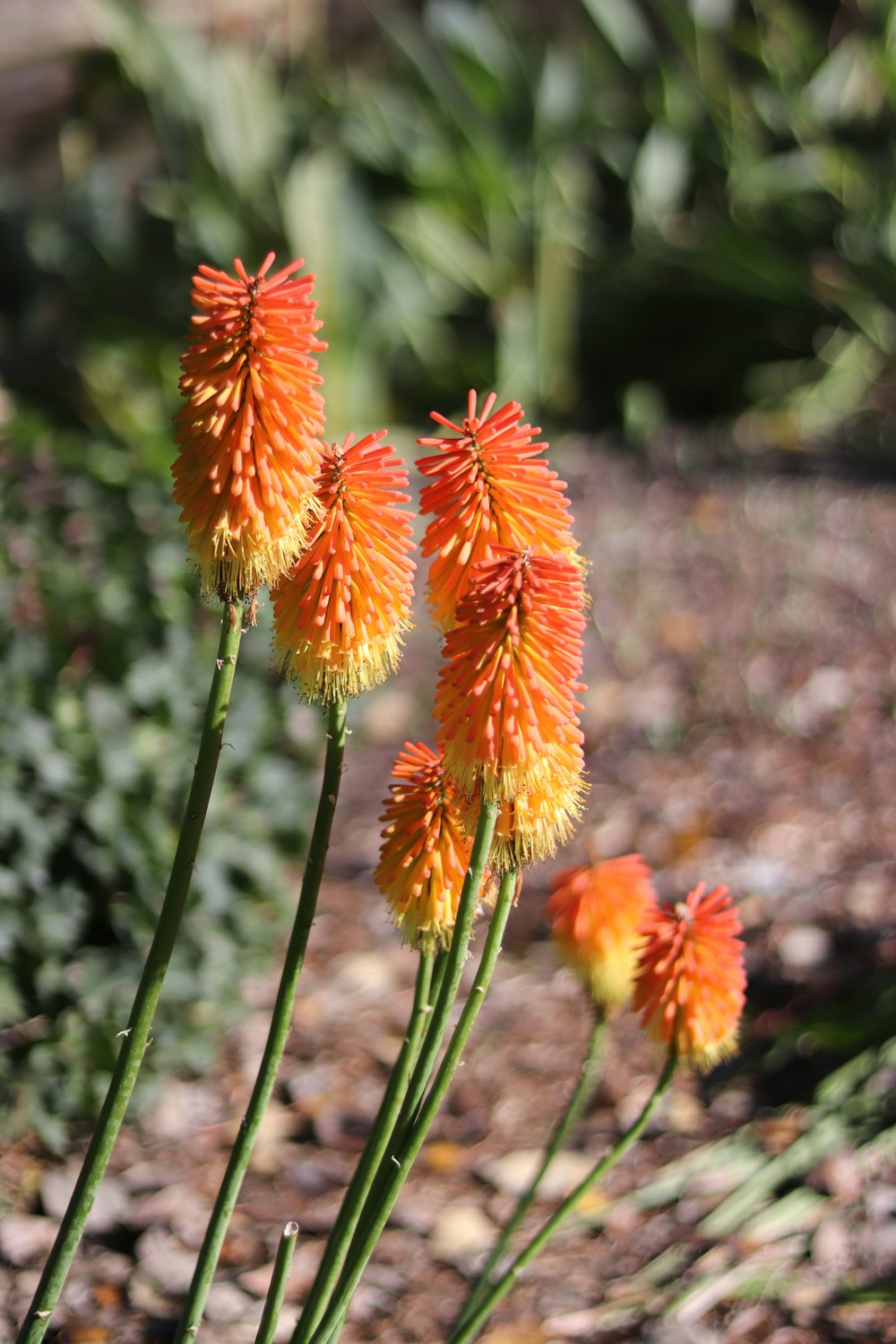 a group of orange flowers sitting on top of a dirt field