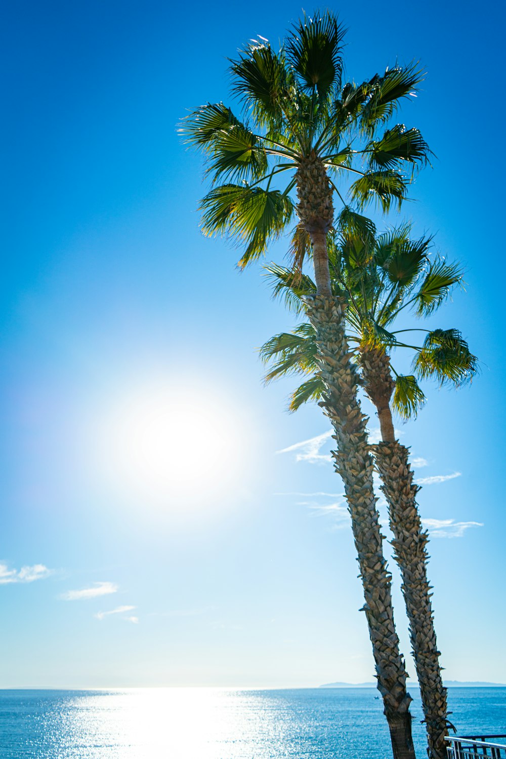 a couple of palm trees sitting on top of a beach