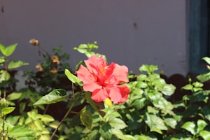 Fresh Hibiscus Flowers