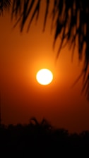 A vibrant, glowing sun is setting on the horizon, casting a warm orange glow across the sky. Silhouettes of palm fronds frame the sun, while a faint outline of trees is visible at the bottom.