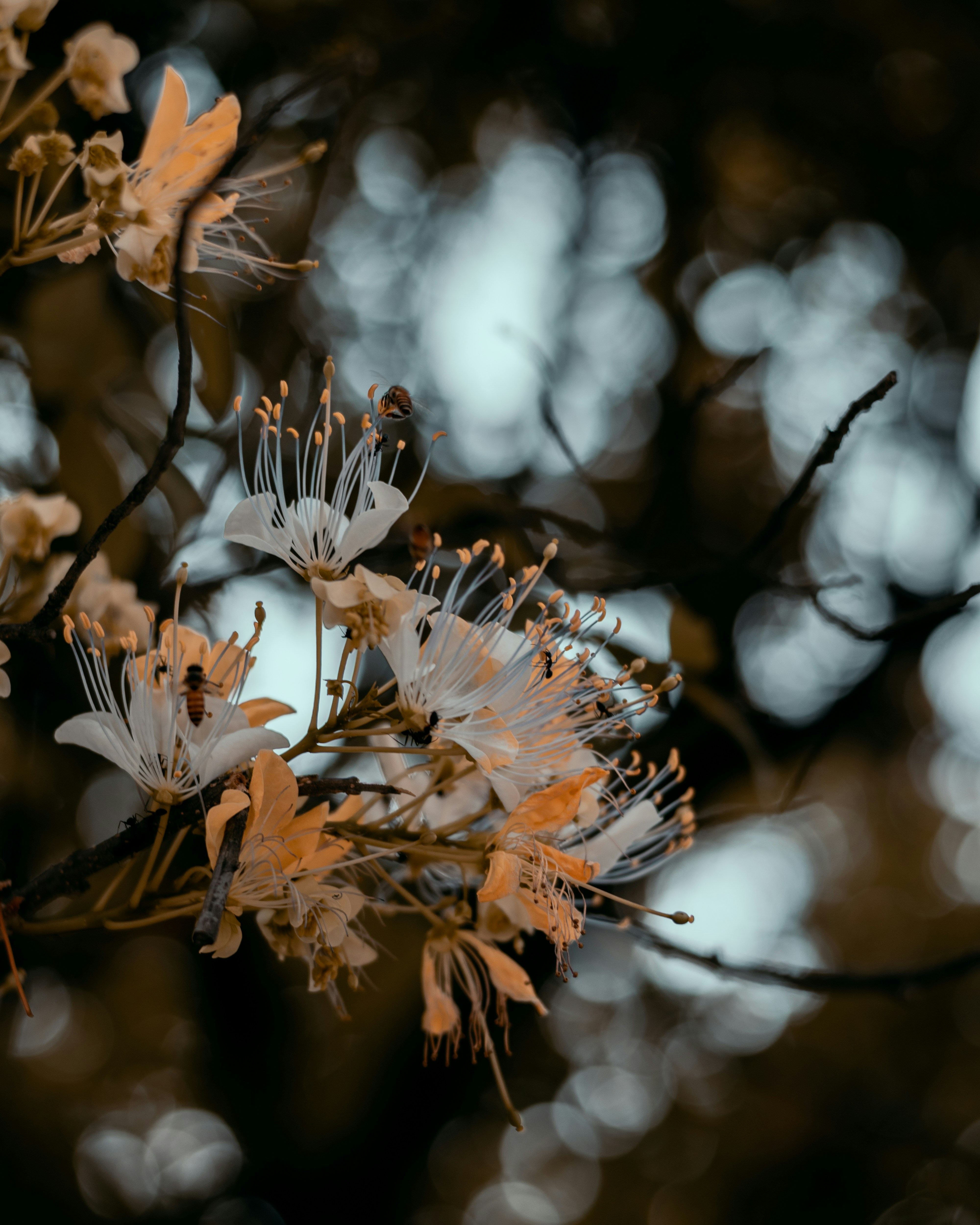 Photo by subtlyshashank