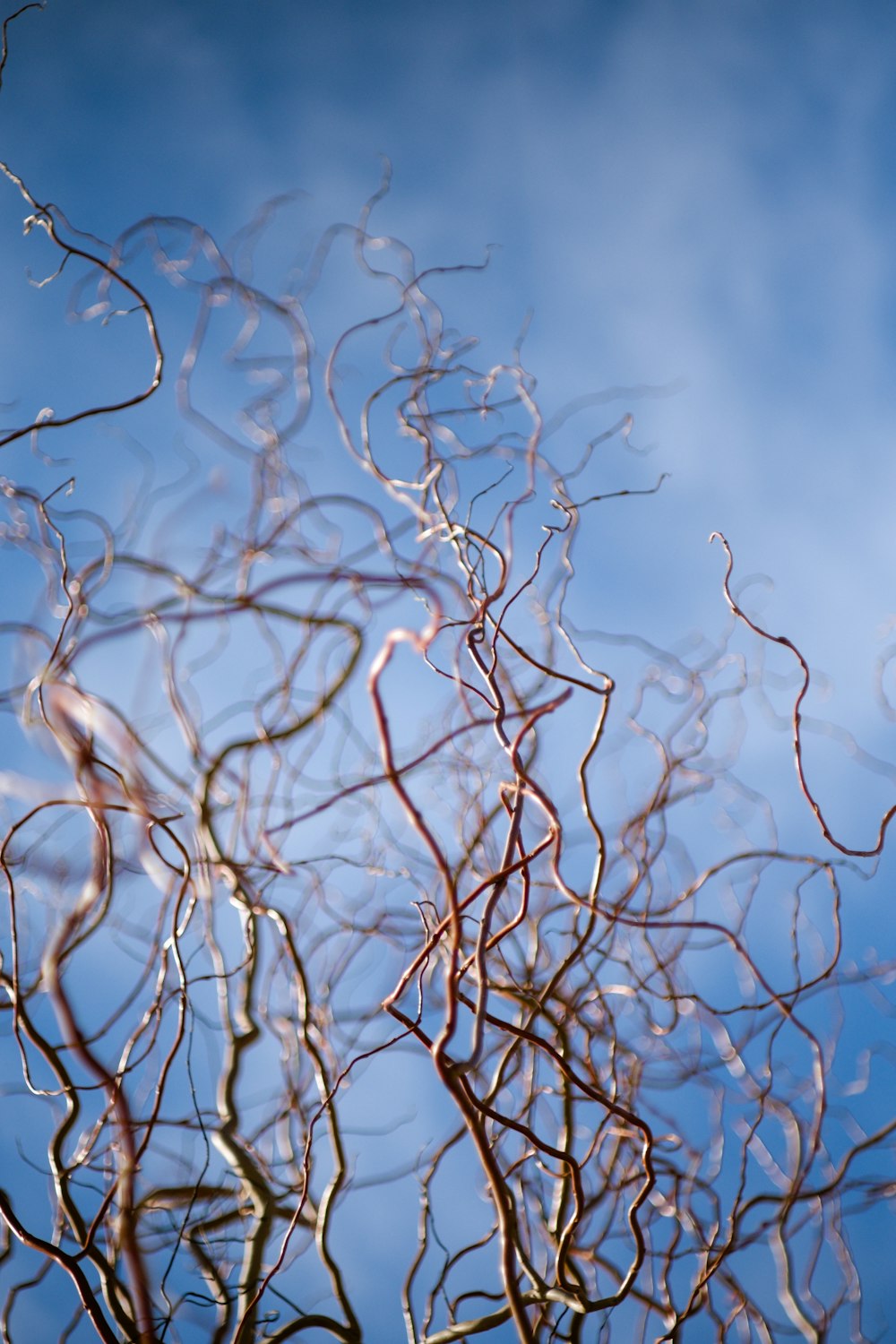 the branches of a tree against a blue sky